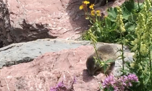 marmotta