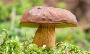 pexels merwak 399619273 20979847