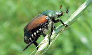 popillia japonica