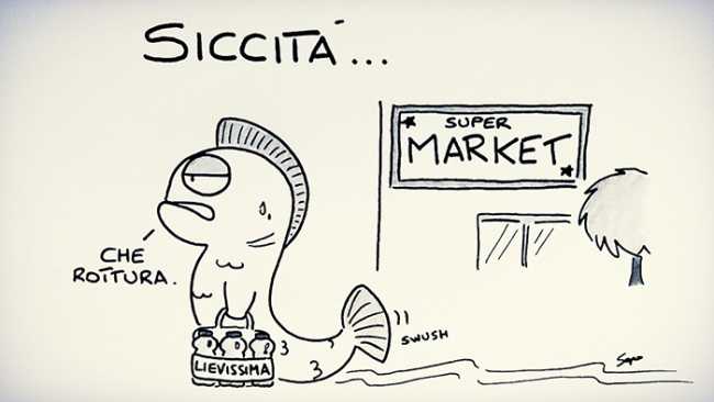sapo siccita