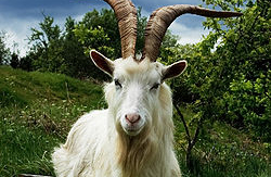 capretta