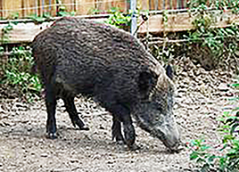 corta cinghiale