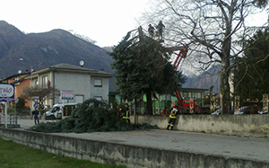 corto vigili nosere