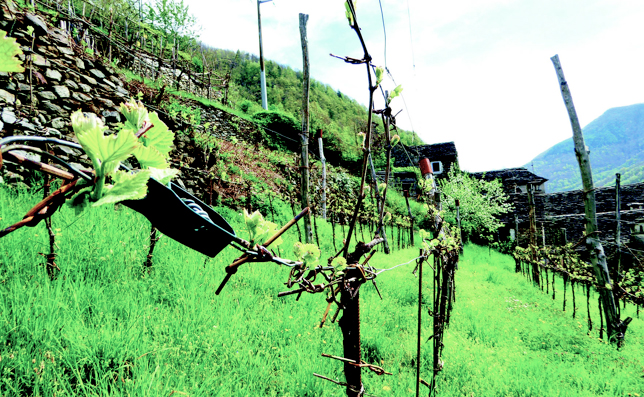 vigna terrazza baita